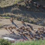 Observing birds of prey with a guide