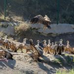 Observing birds of prey with a guide