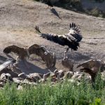 Observing birds of prey with a guide