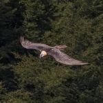 Bearded vulture