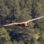 Griffon vulture