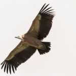 Griffon vulture