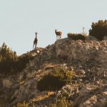 On the way there is a chance of chamois and marmots.