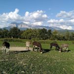 Donkey day