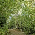 Selva de Conques