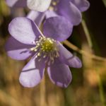 Alpine flowers, or maybe ...