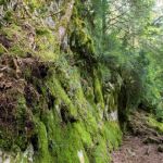 Beautiful mossy vegetation