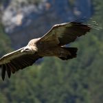 Griffon vulture, not just for ornithologists